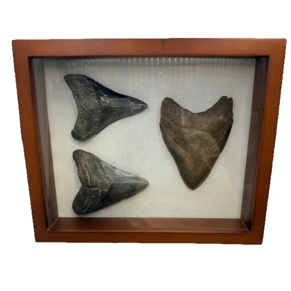 Set‎ 3- Megalodon Teeth Mounted In Walnut 8x10 Shadow Box